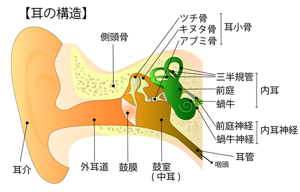 突発性難聴とは？