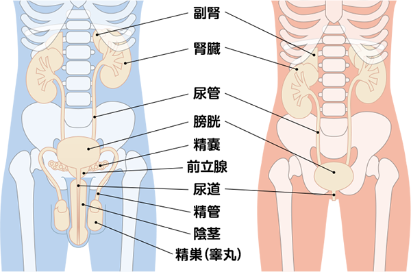 泌尿器系の問題について